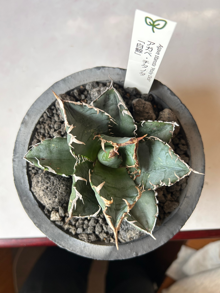 がアガベについてです。写真のように、鋸歯が邪魔して成長点が動