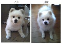 助けてください 怒りが収まりません 昨日愛犬のポメラニア Yahoo 知恵袋