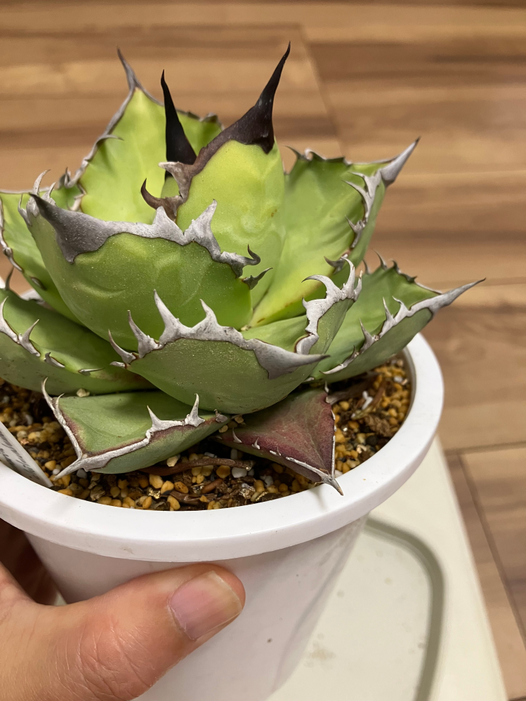 専用となります。モンステラ　切れ込み深いセレクトカブ モンステラ切れ込み深いセレクトカブ