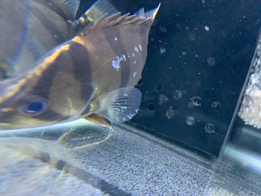 ダトニオ病気について現在15cm程のダトニオを飼育しております。2ヶ月 