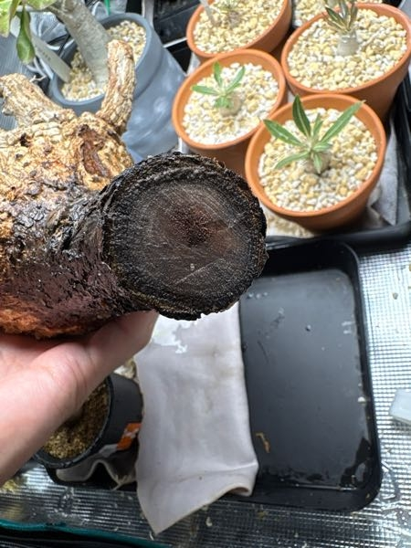 パキプス発根管理中なのですが、ここ数日、主根断面が凸凹してきてい