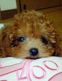 ワンちゃん トイプードル をかいましたぁｗｗいい名前ってあり Yahoo 知恵袋