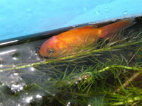 金魚が水面近くで動かないことについて金魚 10cmくらい が 水面近くで Yahoo 知恵袋