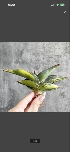 この写真はヤフオクで「サンセベリアロリダ斑入り」として販売されてい