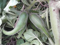 畑に勝手に生えてきたこの植物 有害なものですか それとも食べられますか Yahoo 知恵袋