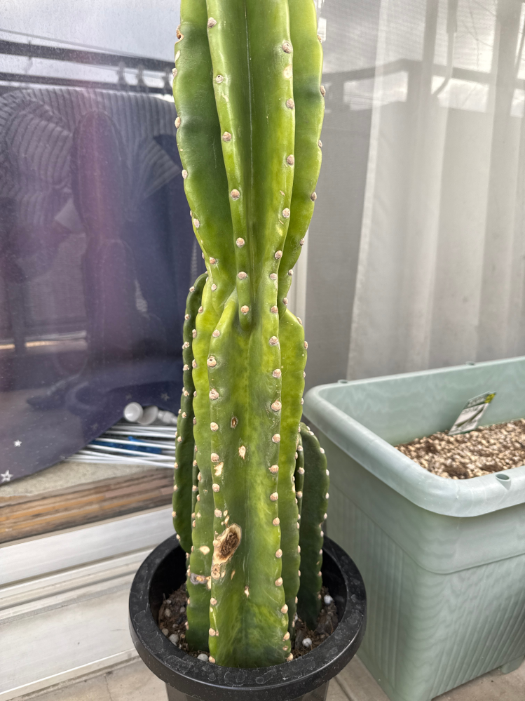 先日観葉植物屋さんで樹齢50年から70年もののソテツを見つけ悩み