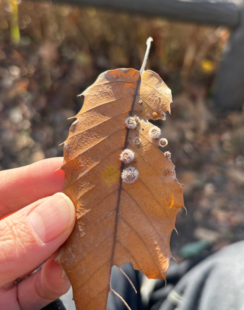 落ち葉に付着しているこれは何ですか？先週、都内の公園で見つけ