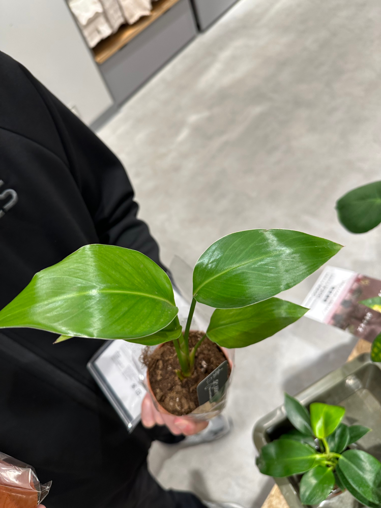 先日観葉植物屋さんで樹齢50年から70年もののソテツを見つけ悩み