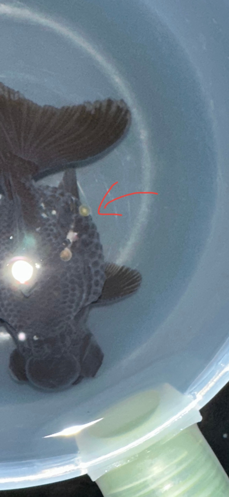 アライグマに襲われた金魚の傷についての質問です。 12月11日に飼育していた金魚たちがアライグマの被害に遭いました。奇跡的に1匹だけ生き残りがいましたが、体に噛まれた痕があり、少し内臓のようなものが出てしまっていた状態でした。現在は傷口も塞がったようにみえますが、噛まれた傷痕から突起(ウロコ)のようなものだが出てしまっています。これをそのままにした方が良いのか、それとも抜いた方が良いのか判断できず悩んでおります。どうすれば良いのでしょうか。