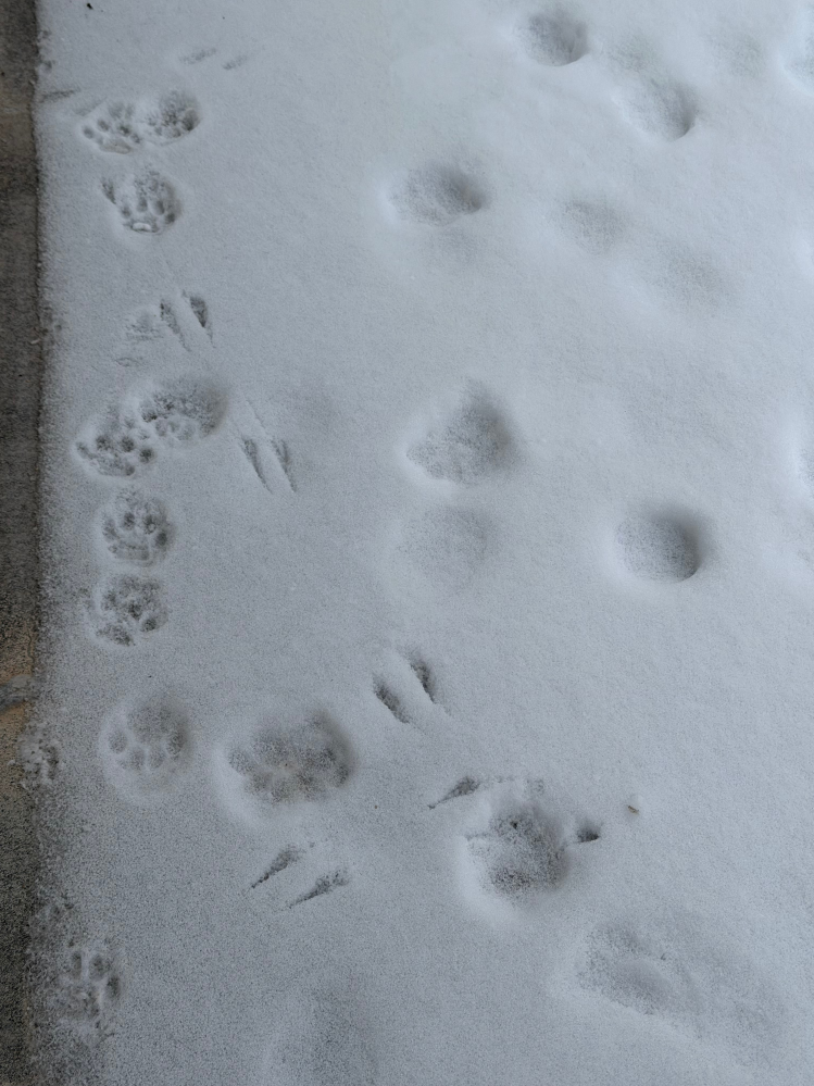 これは何の足跡ですか？縦二本の足跡です。一緒に写ってるのは多