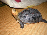 ４月に保護したセマルハコガメを家の中で飼っています 一応 衣 Yahoo 知恵袋