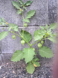 ほおずきに似た植物の名前を教えてください 道路わきのアスファルト Yahoo 知恵袋