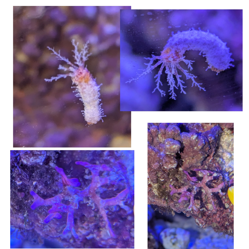 海水水槽ライブロックについてくる生き物について質問です。謎の