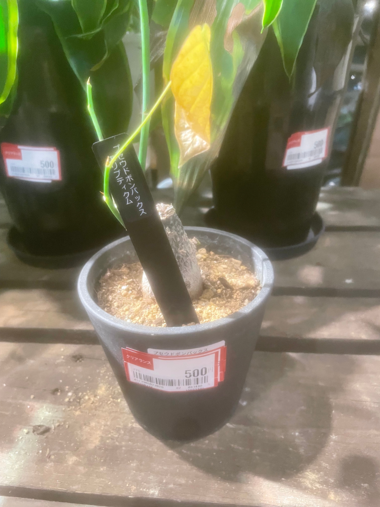 塊根植物のボンバックスというものが、見切り品で500円で売っていまし