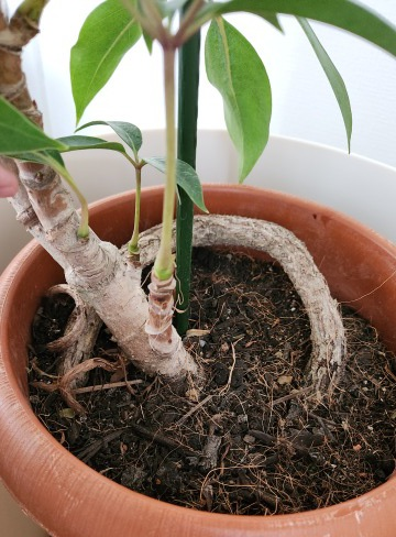 先日購入した、観葉植物のツピタンサス・曲がりについて質問です