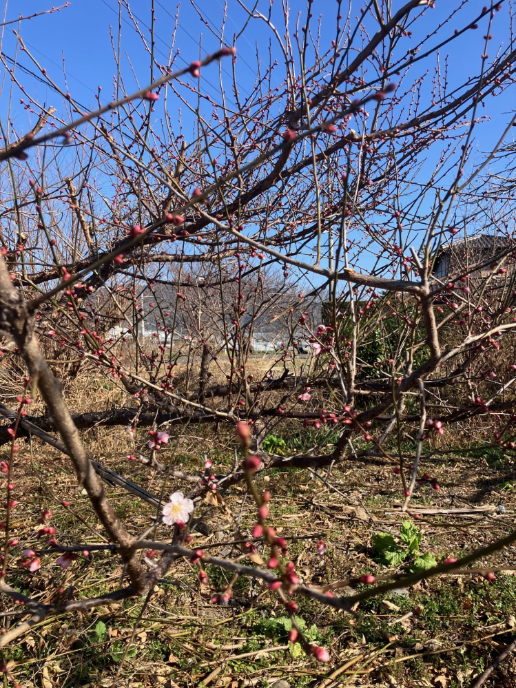 梅の木1本で何個ぐらい実がつきますか？ - 花はたくさん咲いてるのを