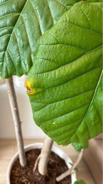 植物鉢のvaliem（バリエム）。インビジブルインクのデザイン