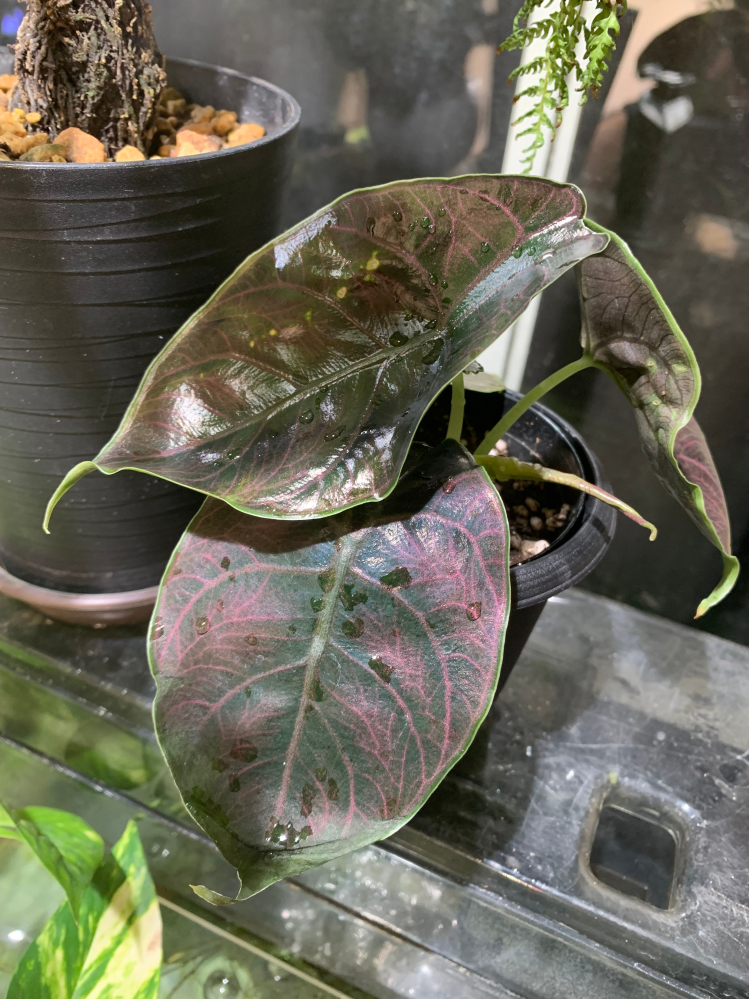 アロカシアを購入したのですが、こちらの品種名はなんでしょうか