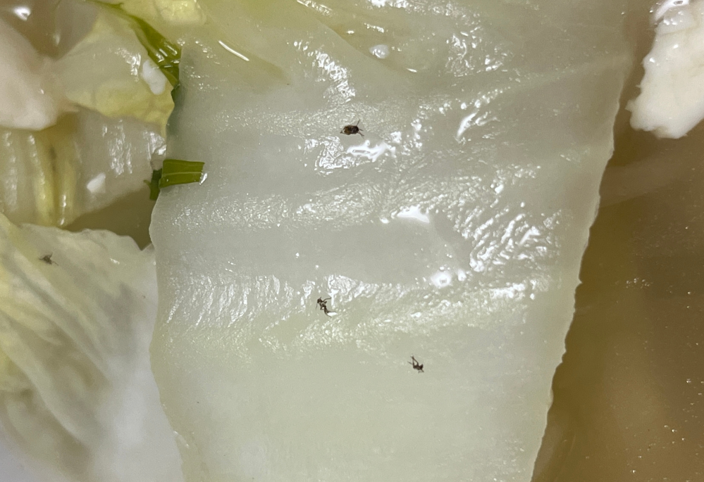 急募です。鍋を食べていたところ白菜に多く黒い物が付いていまし 