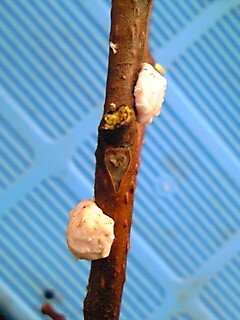 カイガラムシ 木の枝 白い綿