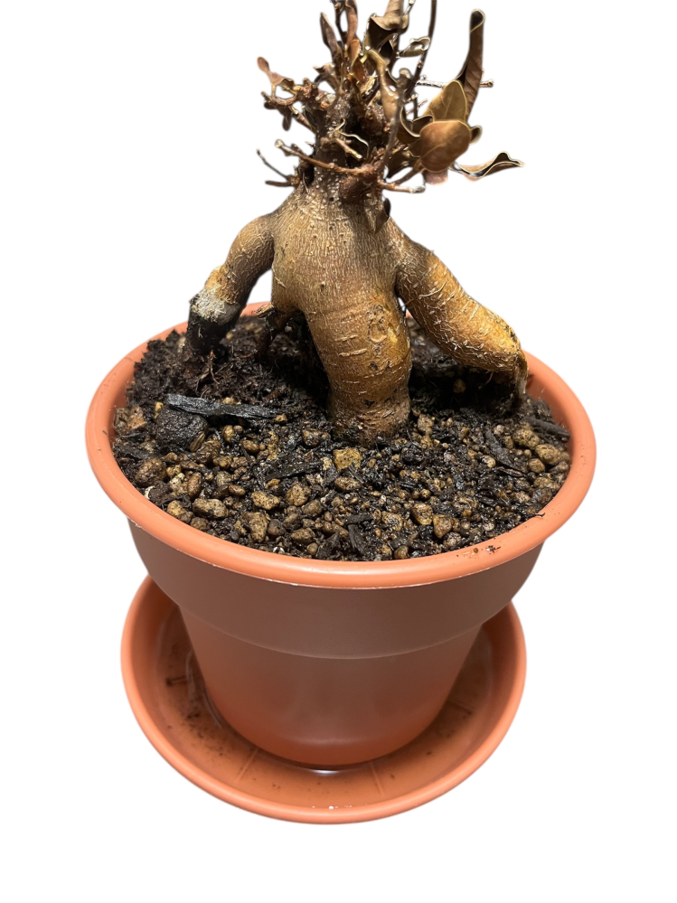 観葉植物のゴムの木の仲間、フィカス・グランディスはficusvelutin