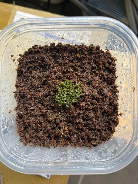 ビカクシダの胞子培養した前葉体を購入したのですが、濃い緑色か