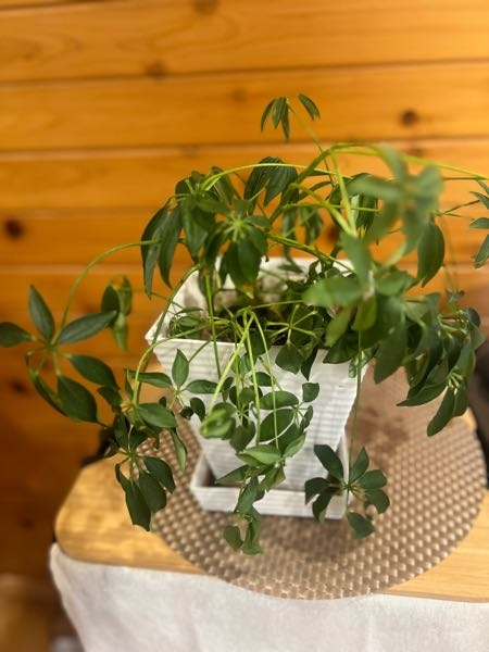 お世話になります。盆栽鉢に押してある落款なのですか？何と読むの