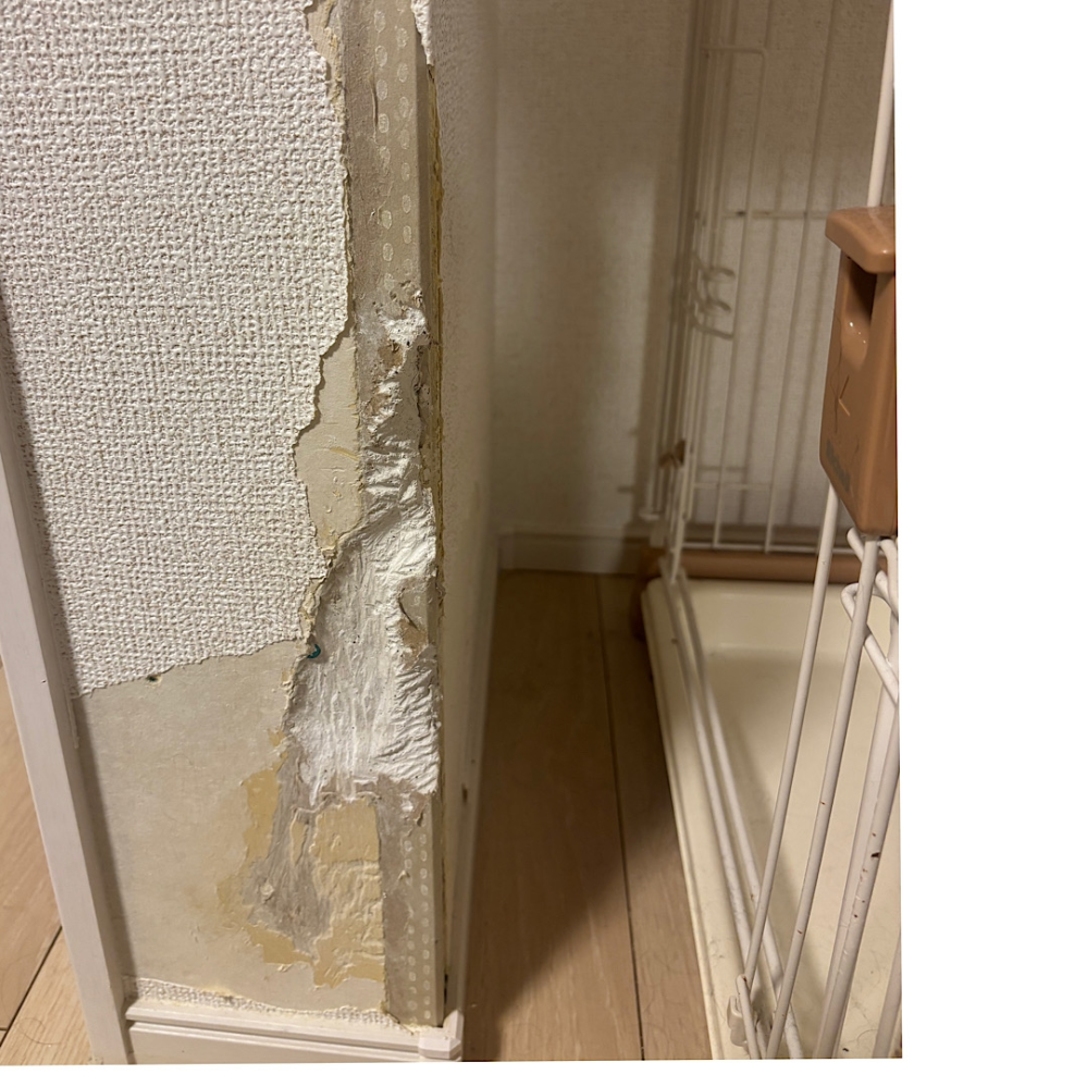 今月大東建託の賃貸を退去します。犬によってかじられた壁紙、キッチン 