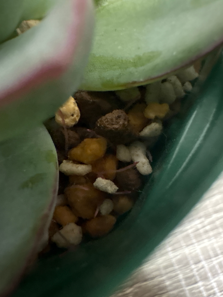 1ヶ月半程前にエケベリアを購入してすぐ植え替えました。そして今見 