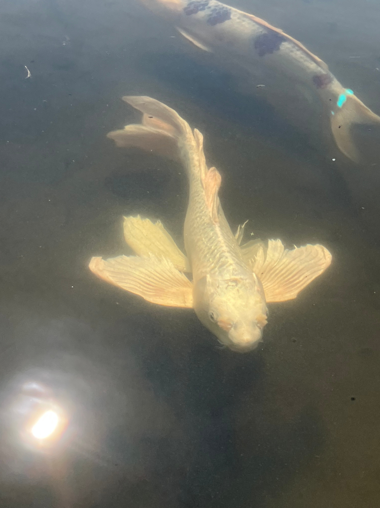 地元の公園の池に錦鯉のような魚がいます。池の淵に立つと寄って 