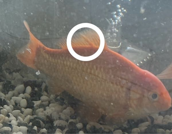 家の金魚についての質問です。水槽に2匹金魚を飼っているのですが、1匹 