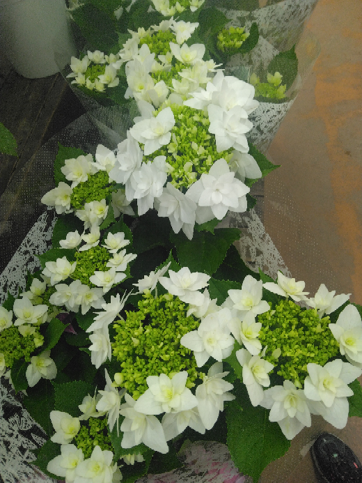 この紫陽花の品種名を教えて下さい。ホームセンターで見かけまし