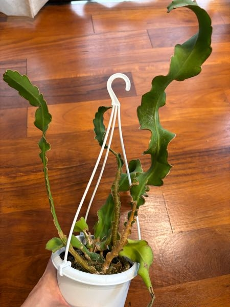 この植物の名前、わかる方いますか？半額値引きで売られていました 