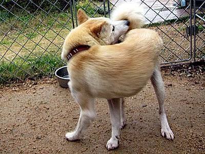 犬が自分のしっぽを追ってクルクル回るのって ストレスが溜まってるからなんですか？