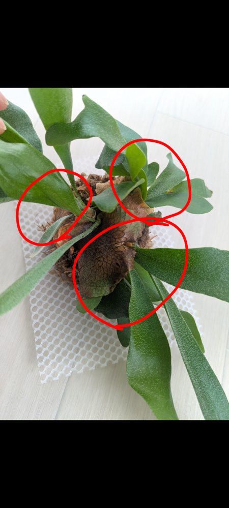 ビカクシダについて質問です。初心者でいろいろ調べたのですがよ