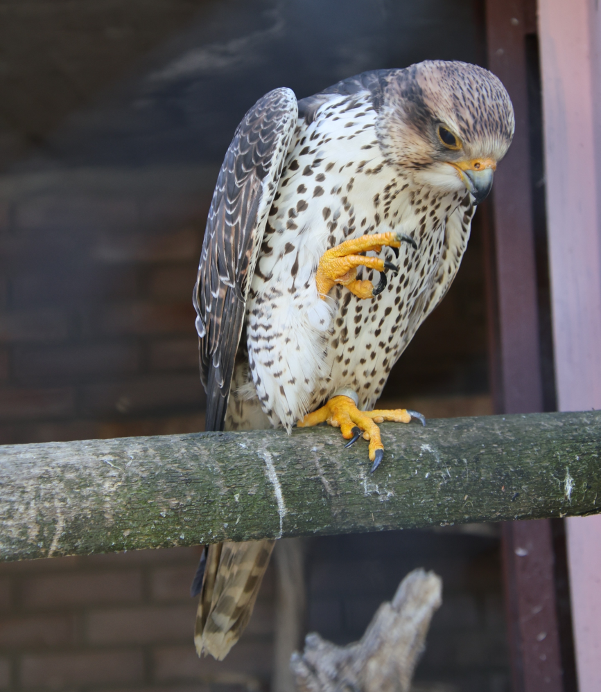 この鳥の名前を教えて下さい。 - おそらく隼ですね - Yahoo!知恵袋