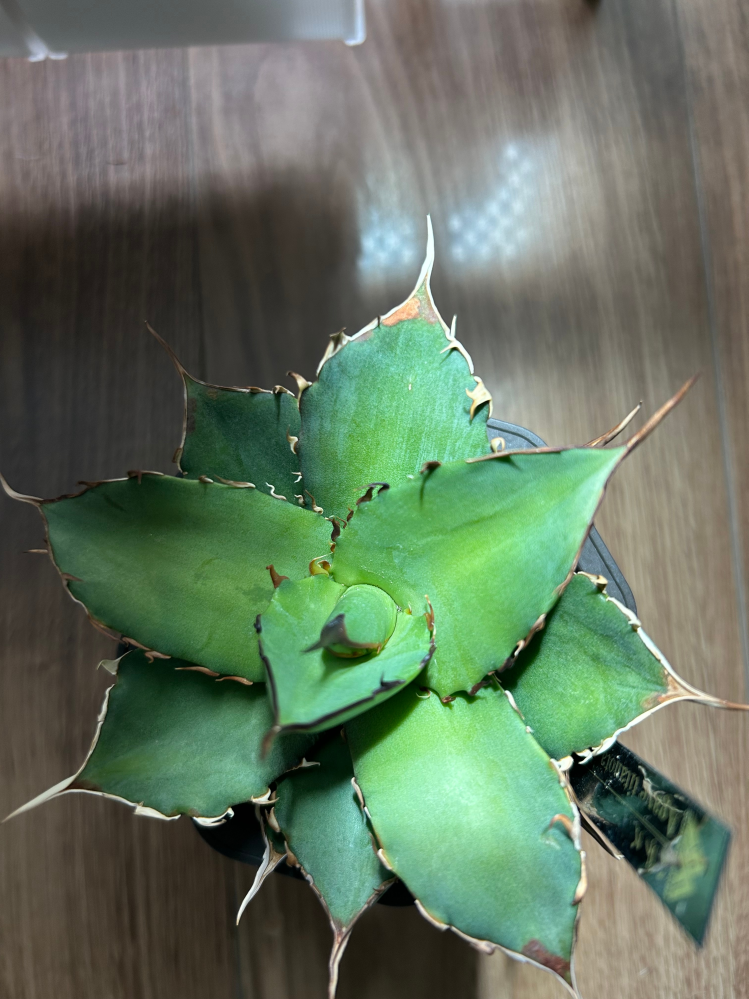 アガベハデスの鋸歯付近の葉先が茶色くなっているのはどのような
