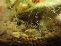 コリドラスシュワルツィの繁殖について ネットなどでシュワルツィの Yahoo 知恵袋