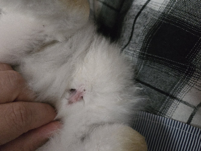 うさぎの性別判定をお願いします。2ヶ月のうさぎです。ペットシ