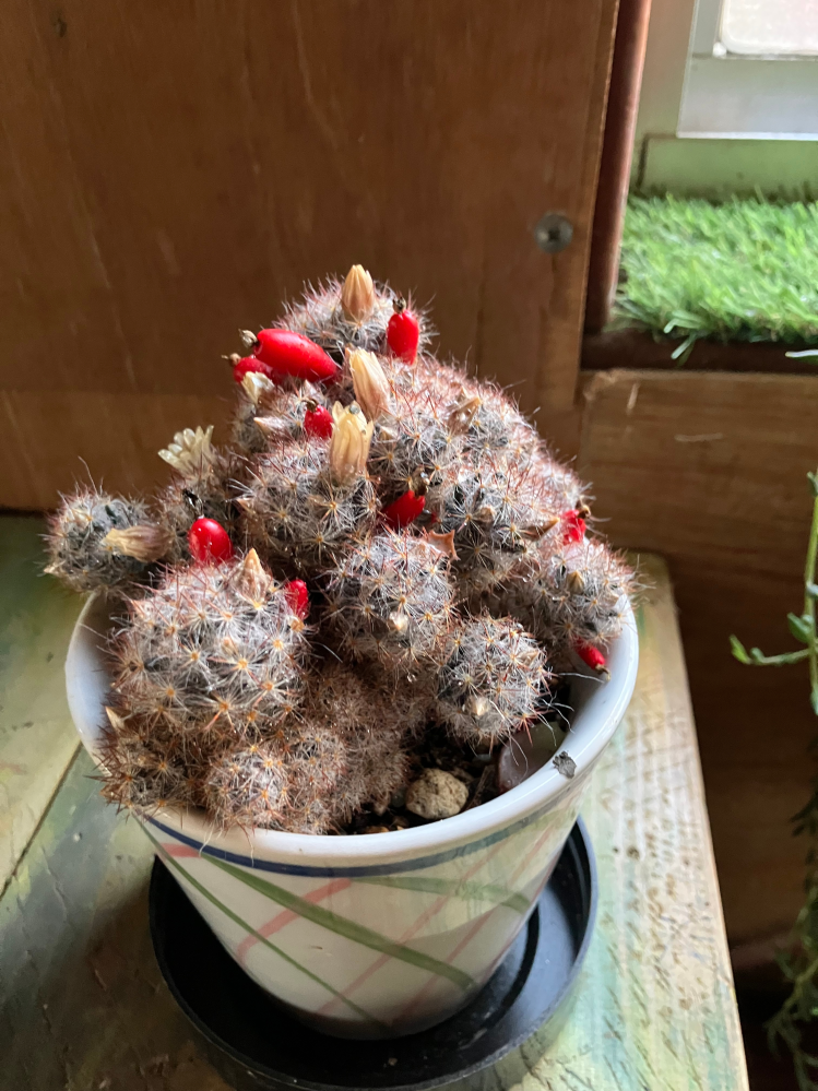 不思議な観葉植物をもらいました。何という名前ですか？ - Yahoo!知恵袋