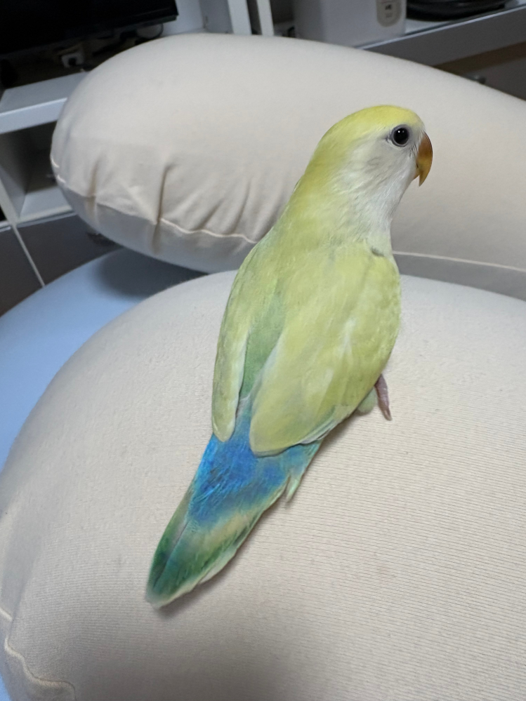 コザクラインコの正式な色、種類について教えてください。202