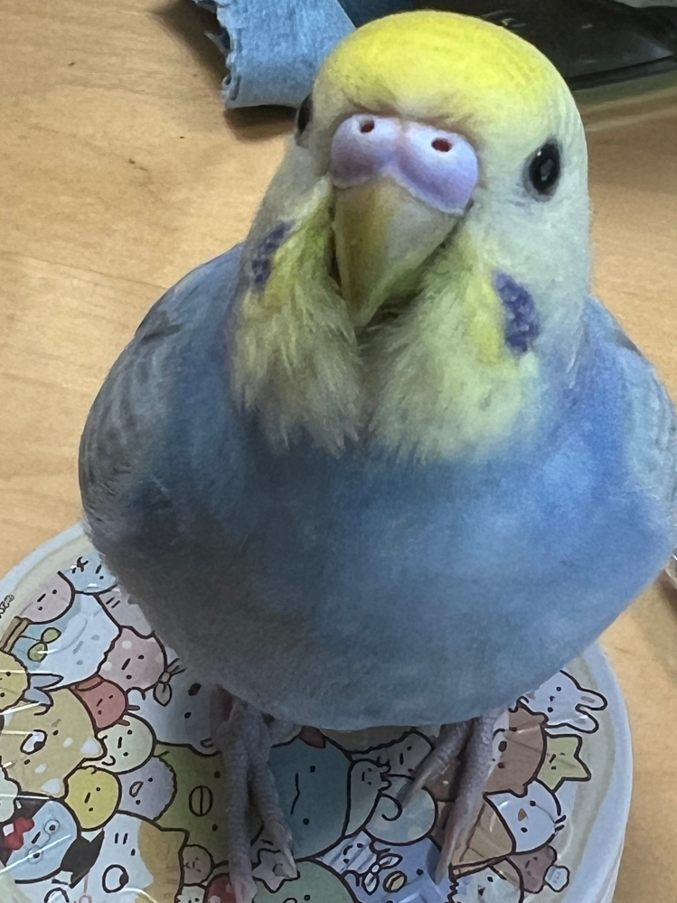 もうじき4ヶ月になるセキセイインコ。性別が気になります。お分