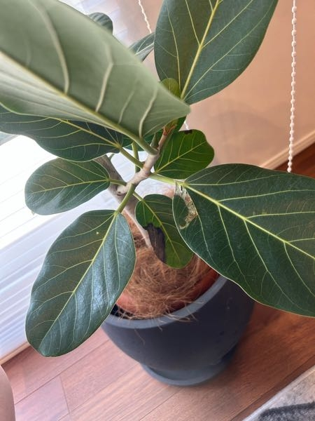 観葉植物（フィカスベンガレンシス）を初めて買って育てています