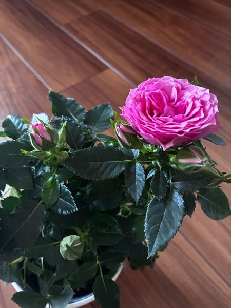 バラ苗 ５号鉢植え ２年苗 花が咲く前にいかがでしょうか 母の日に鉢植えのバラをもらいました今は蕾が咲き始めて花がたく
