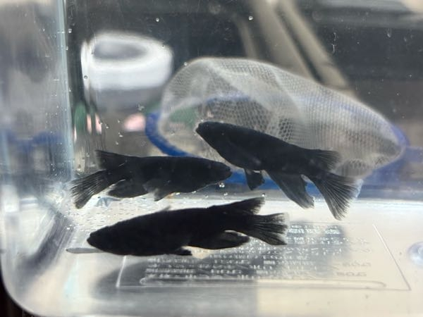 品種名はわからないのですが、メダカのヒレ長系を譲り受けました 