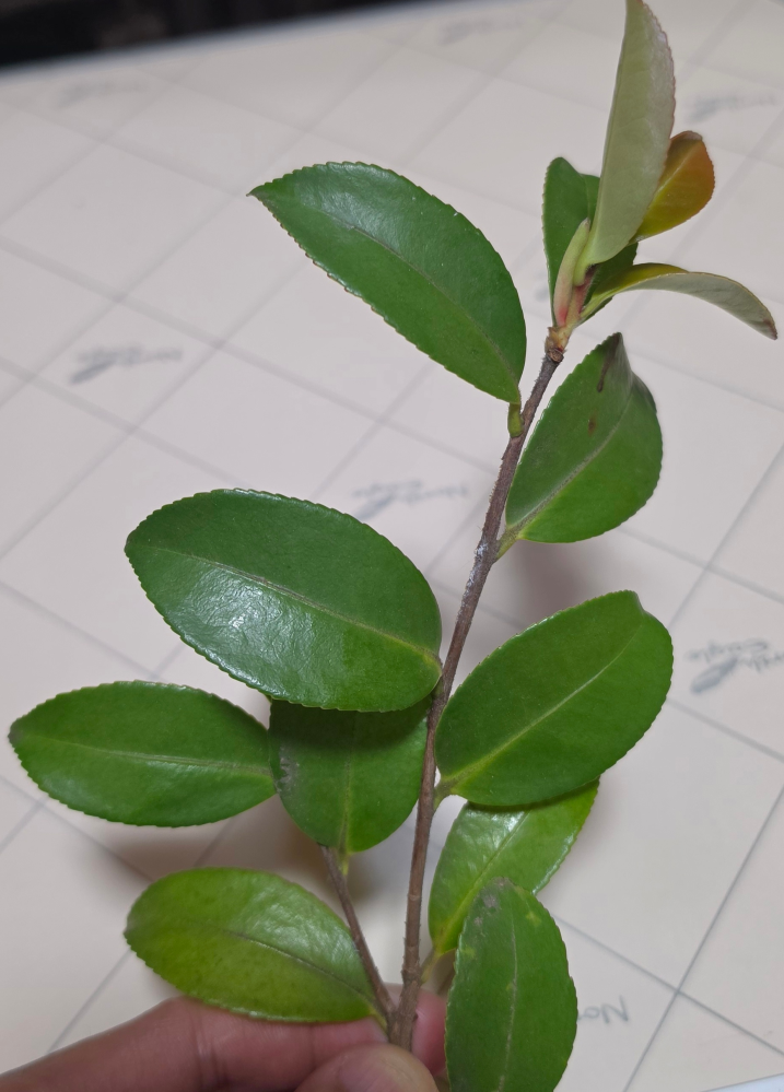 この葉っぱは何の木か分かりますか？ - 山茶花（さざんか）に