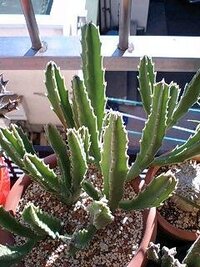 多肉の葉挿しについて 大きくなるまで成功させる方法 多肉植物の葉挿し Yahoo 知恵袋