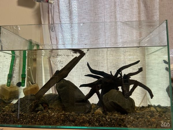 サワガニを飼育しているのですが、今少しレイアウトを変更して、隠れ家を減らしました。 これぐらい石や流木を置いていたら大丈夫でしょうか？