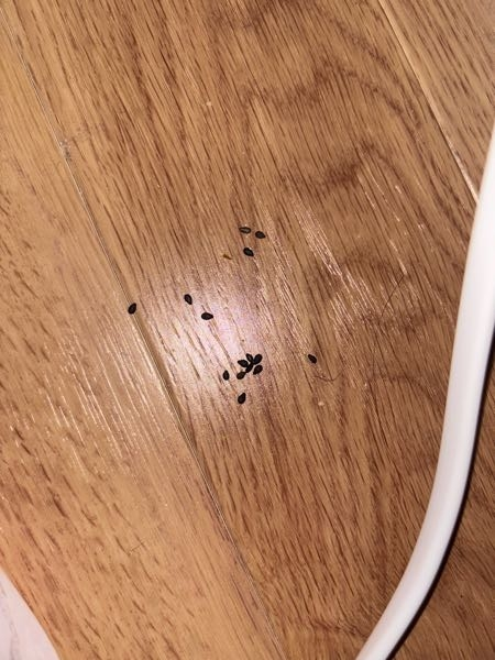 住んでいるアパートで、部屋のゴミ箱の近くにこういった黒い粒の 