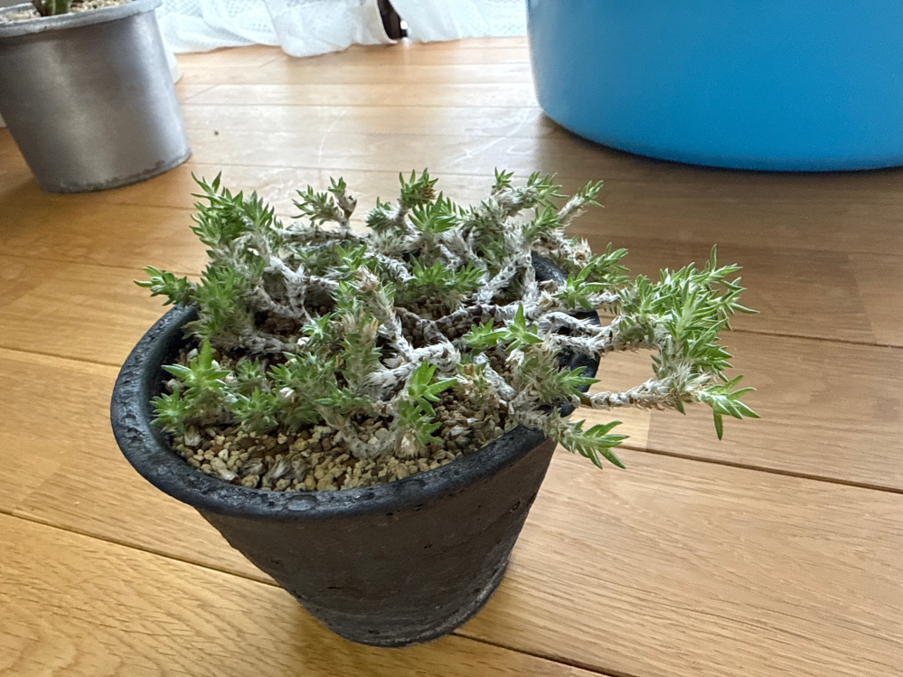質問失礼いたします。画像の植物の名称がわかる方、いらっしゃいますか